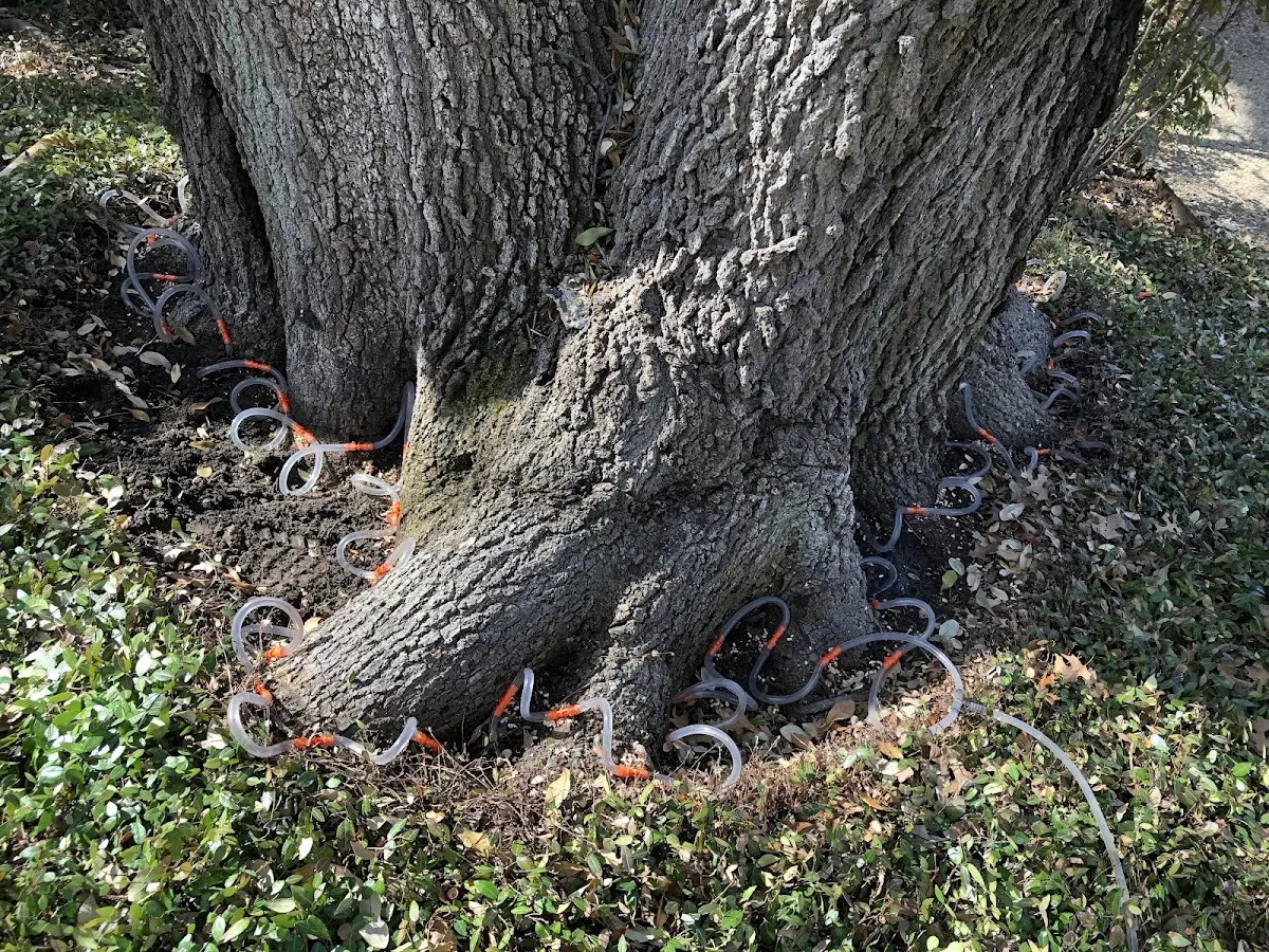 Detailed Tree Cabling and Bracing job site in Kissimmee